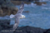 47784AC Fulmar