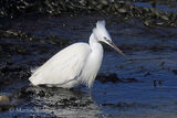 47820AC Little Egret