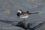 47914AC Pied Wagtail