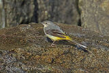 48029AC Grey Wagtail