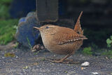 48055AC Wren