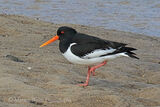 48320AC Oystercatcher