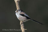 48345AC Long-tailed Tit