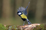 48365AC Great Tit