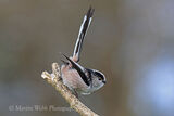 48375AC Long-tailed Tit