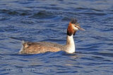 48384AC Great Crested Grebe