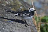 48457AC Pied Wagtail