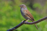48967AC Dunnock