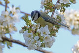 49010AC Blue Tit