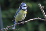 49122AC Blue Tit
