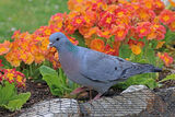 49137AC Stock Dove