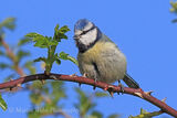 49146AC Blue Tit