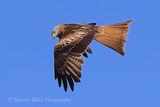 49195AC Red Kite