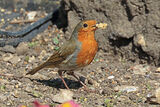 49203AC Robin