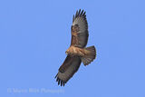 49234AC Common Buzzard
