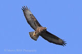 49277AC Common Buzzard