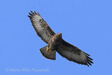 49283AC Common Buzzard