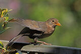 49394AC Blackbird