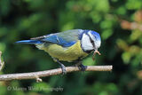 49401AC Blue Tit