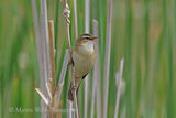 49759AC Sedge Warbler