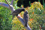 49783AC Starling
