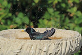 49792AC Starling