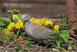 49827AC Collared Dove