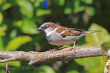 49942AC House Sparrow