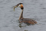 50051AC Great Crested Grebe