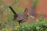 50082AC Blackbird