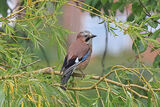 50087AC Jay