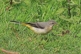 50090AC Grey Wagtail