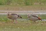 50098AC Egyptian Goose