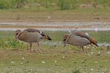 50100AC Egyptian Goose