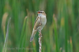 50141AC Sedge Warbler