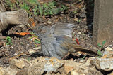 50204AC Dunnock