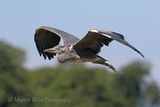 50246AC Grey Heron