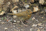 50285AC Robin