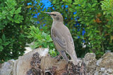 50303AC Starling