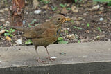 50308AC Blackbird