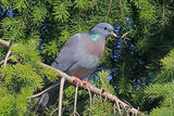 50318AC Stock Dove
