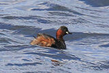 50433AC Little Grebe