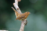 50443AC Robin