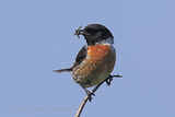 50467AC Stonechat