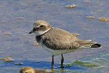 50633AC Ringed Plover