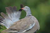 50735AC Woodpigeon