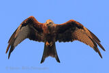 50788AC Red Kite