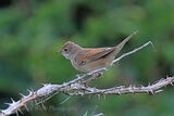 50889AC Whitethroat