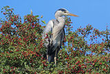 50926AC Grey Heron