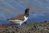 50979AC Oystercatcher